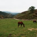 대관령 사파리 목장 이미지