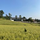 (주)진면가 | [천안근교 나들이 장소 추천] 천안 밀밭 구성동 밀 재배 단지