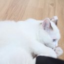 캣츠호텔 이미지