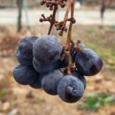 목화스마일 이미지