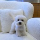 서면애견미용 맘바이 강아지 미용실 이미지