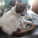 보리콩이네