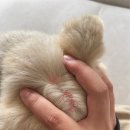 바른동물의료센터 | [무안/남악] 강아지 농피증 치료 후기, "바른동물의료센터"