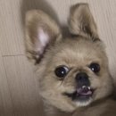 강아지네 애견하우스 | 수원 인계동 애견미용 강아지미용 믹스 클리핑 포포하우스 솔직후기