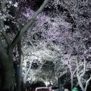 실시간 하동벚꽃~ 이미지