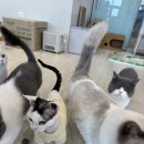 고로캣 고양이카페 | 하남/ 고양이들의 힐링 에너지 , 고양이 카페 고로캣