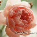 로즈-인 이미지