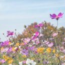 사랑에 꼬치다 이미지