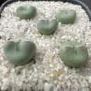 🌵은성전실생(백화)🌵리갈🌵빌삼식이 이미지