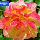 사하라 - 경주시 양정로251번길 4 | 사하라