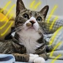 개냥이 세계 이미지