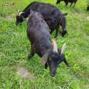 청파농장 이미지