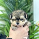 개좋다냥 이미지