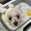 퍼피블랑 이미지