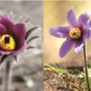 대촌마을(덕우리) 이미지