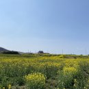 호미곶 | 경북 포항 호미반도 유채꽃 축제 일정 | 실시간 개화 상황과 호미곶 방문 후기