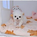 소문켄넬 이미지