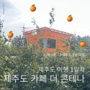 커피콘테나 | 제주도 여행 1일차] 카페 더 콘테나 제주 무료 감귤체험 🍊