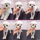 하단동174 이미지