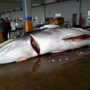 바다와고래 이미지