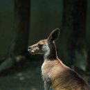 한마음정육식당 서현점 이미지