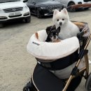 스튜핑