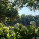 진주공원 | 진주 초전공원 수국 후기｜사람 적은 진주 수국 명소, 산책하기 좋은 공원