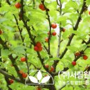 조경설계서림 이미지