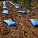 마늘•양파 파종하는 방법과 겨울나기 잘 하는 방법 이미지