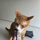 반려동물보감연구소 이미지