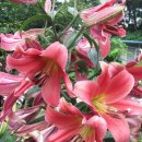 뜨락풍경 이미지