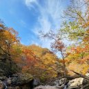 지리산(대구) | 지리산 피아골 단풍 (25.11.06)