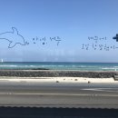 세화 엘라 이미지