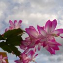 Holiday Cacti류에 대한 정확한 구분 방법 이미지