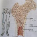 인체,뼈의 구조 이미지