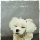 아롱펫샵 이미지