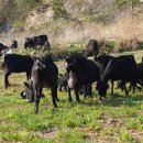 늘푸른농장2 이미지