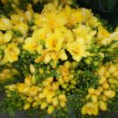 바람의 선율 팬플룻 이미지