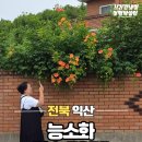 어양주공4단지@경로당 | 익산 능소화 명소 숨은 스팟 TOP5 총정리