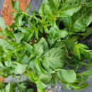 감자순집고 북주기 이미지