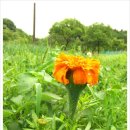 자연농장 이미지