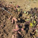 황금빛농장 이미지