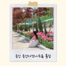 자작나무 | 튤립이 반기는 용인자작나무숲 산책 후기
