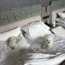 대명애견 | 남해 애견동반 숙소 쏠비치 남해 디럭스 펫프렌들리 뷰프리 2더블 숙박 비용 인피니티 풀 조식 후기