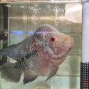 샛별플라워 이미지