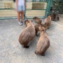 차리농장 | 후쿠오카 여행 3,4일차 - 멘야카네토라, 우미노나카미치, 스시로