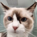 압구정동물의료센터 이미지