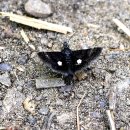 검은들로 이미지