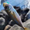 포인트 | 제주 워킹루어 낚시여행 2일차 (새연교, 새섬 갯바위 포인트 후기)