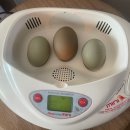 꼬꼬체험장 이미지